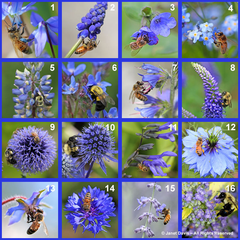 Blue Bee Flowers