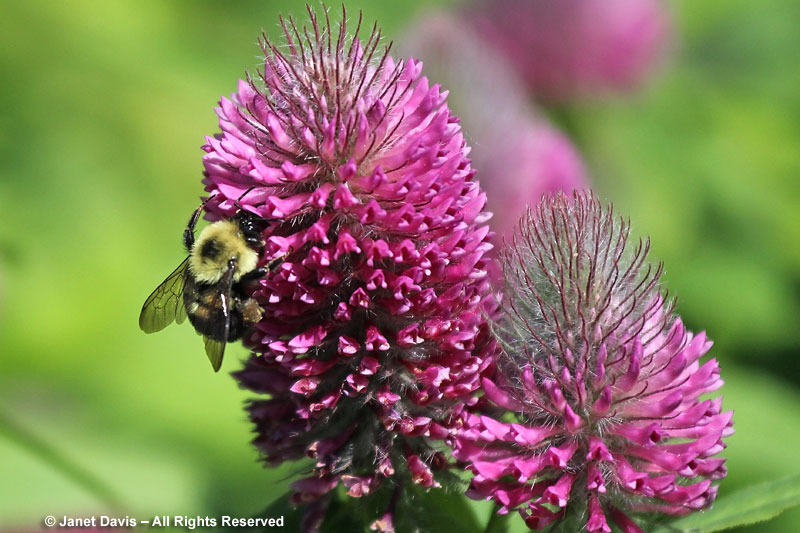 Bumble bee on Trifolium rubens