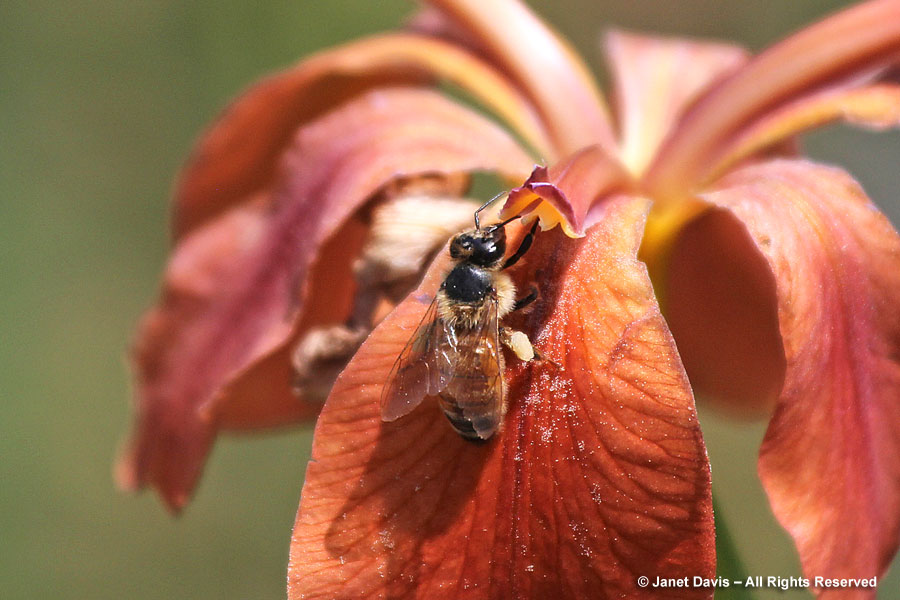 Honey bee on copper iris - I. fulva