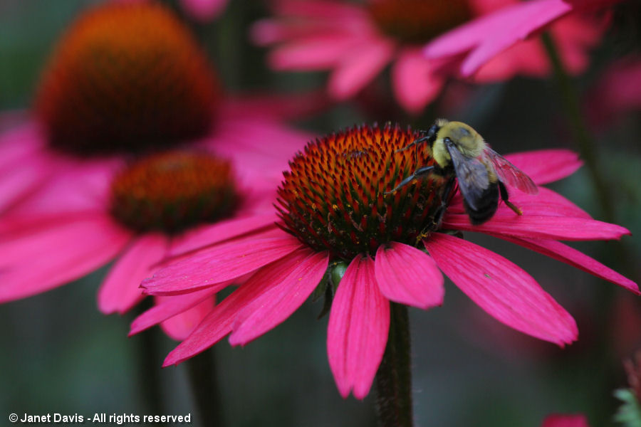 Bumble bee on Echinacaea 'Glowing Dream'