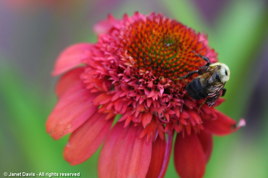 Bumble bee on Echinacea 'Meteor Red'