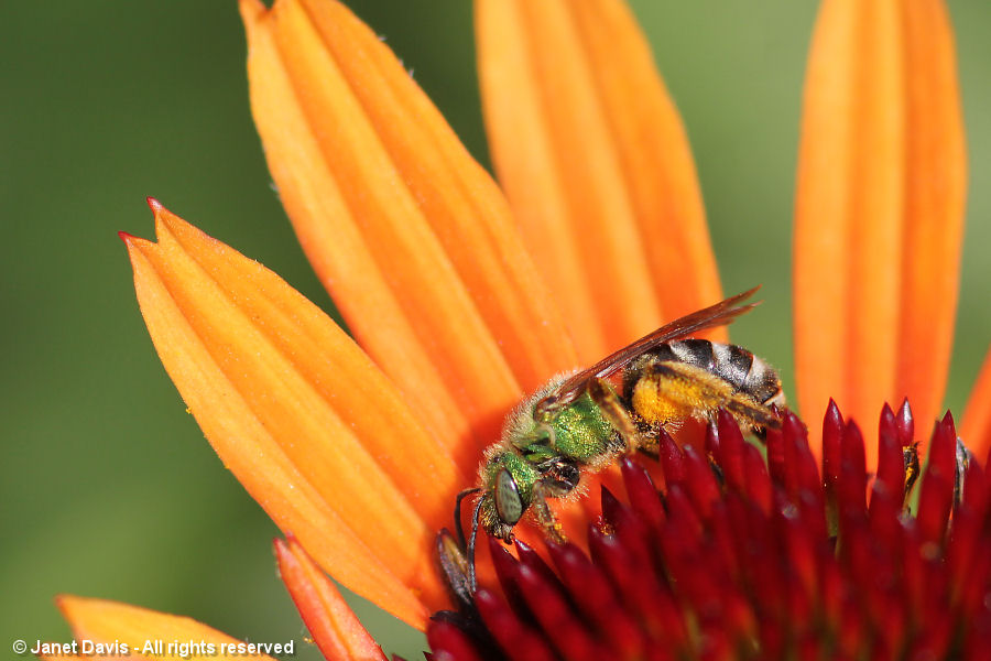 Sweat bee on Echinacea 'Tangerine Dream'.JPG