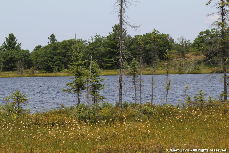 Balsam firs & cotton grass-Highland Pond