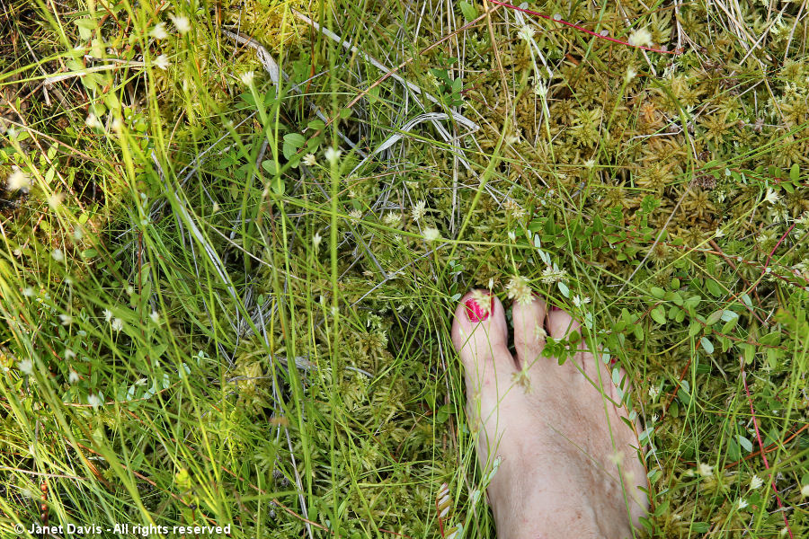 Barefoot in the bog