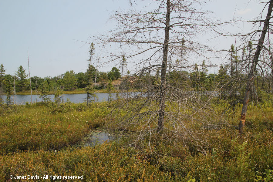 Beaver damage