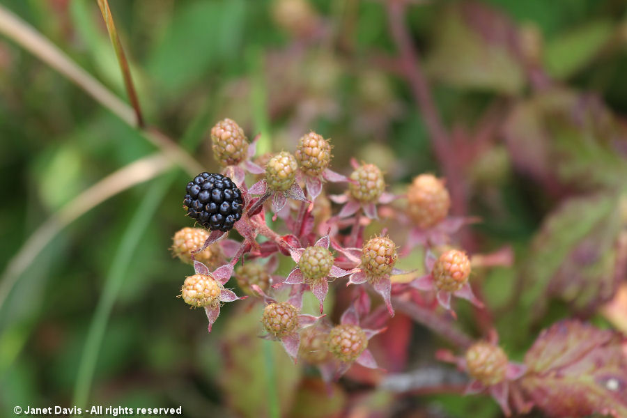 Blackberry-Rubus allegheniensis