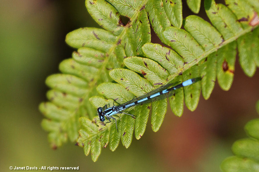 Blue damselfly- Enallagma cyathigerum