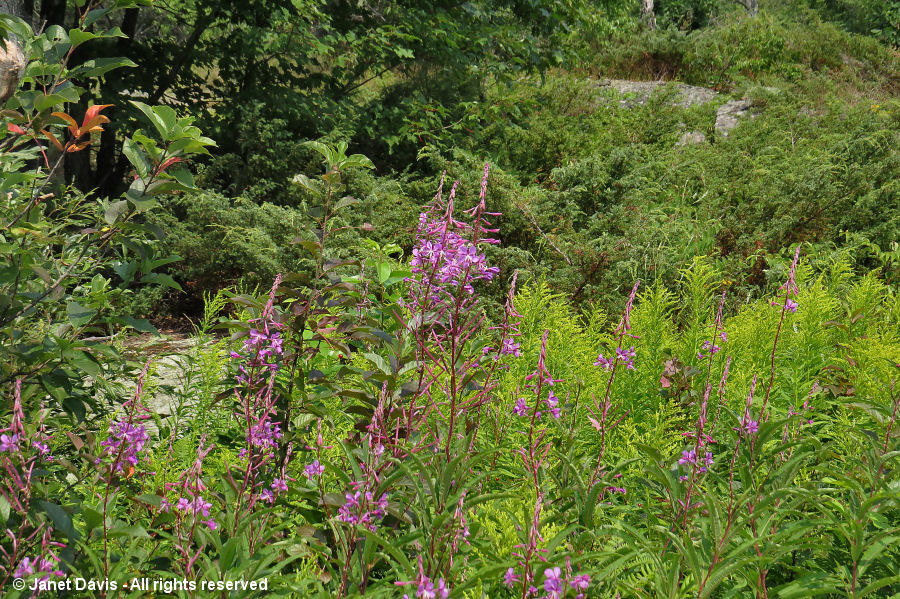 Fireweed-Chamerion angustifolium