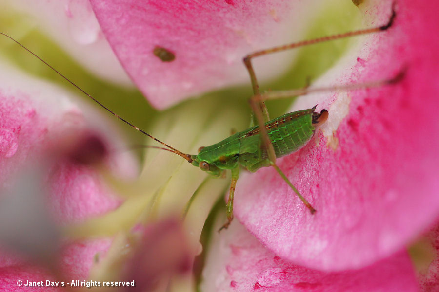 Juvenile grasshopper