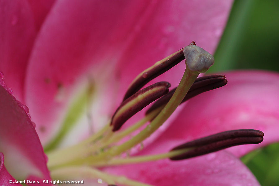 Macro shot of stigma