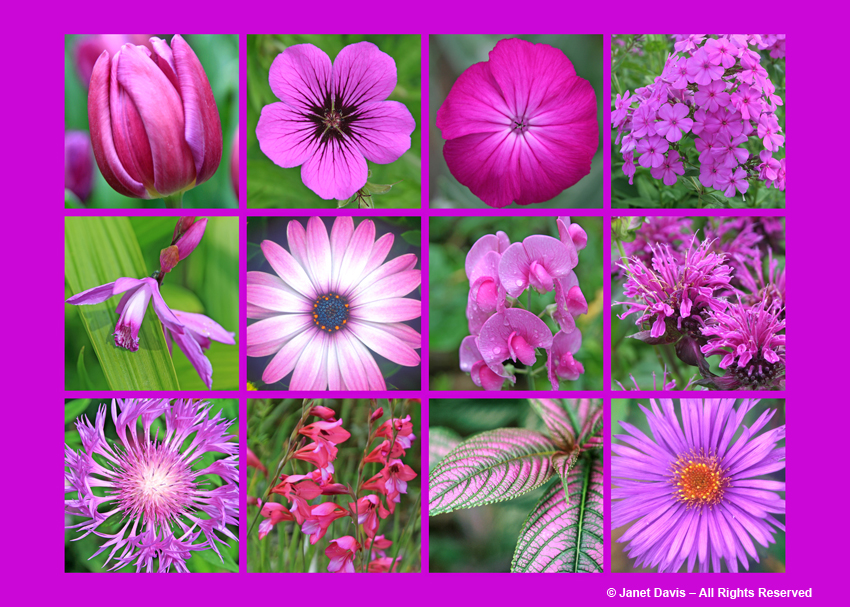 Row 1:  Triumph Tulip ‘Passionale’ (Tulipa), Armenian Cranesbill (Geranium psilostemon), Rose Campion (Lychnis coronaria), ‘Robert Poore’ Garden Phlox (Phlox paniculata)  Row 2:  Chinese Ground Orchid (Bletilla striata), ‘Soprano Light Purple’ African Daisy (Osteospermum), Everlasting Pea (Lathyrus latifolius), ‘Scorpion’ Beebalm (Monarda didyma) Row 3:  Persian Cornflower (Centaurea dealbata), Hardy Gladiolus (Gladiolus communis ssp. byzantinus), Persian Shield (Strobilanthes dyerianus), ‘Purple Dome’ Aster (Aster novae-angliae) 