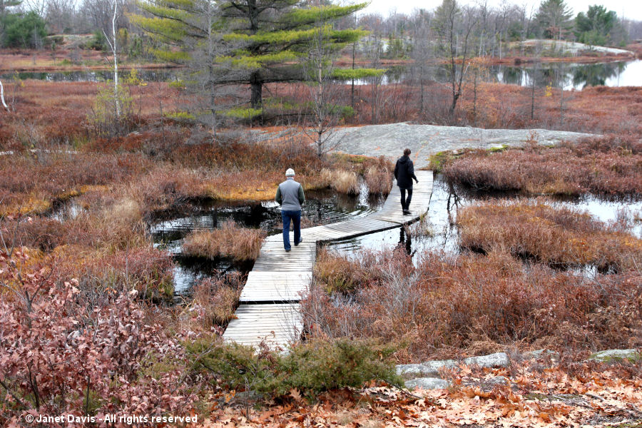 November in the barrens2