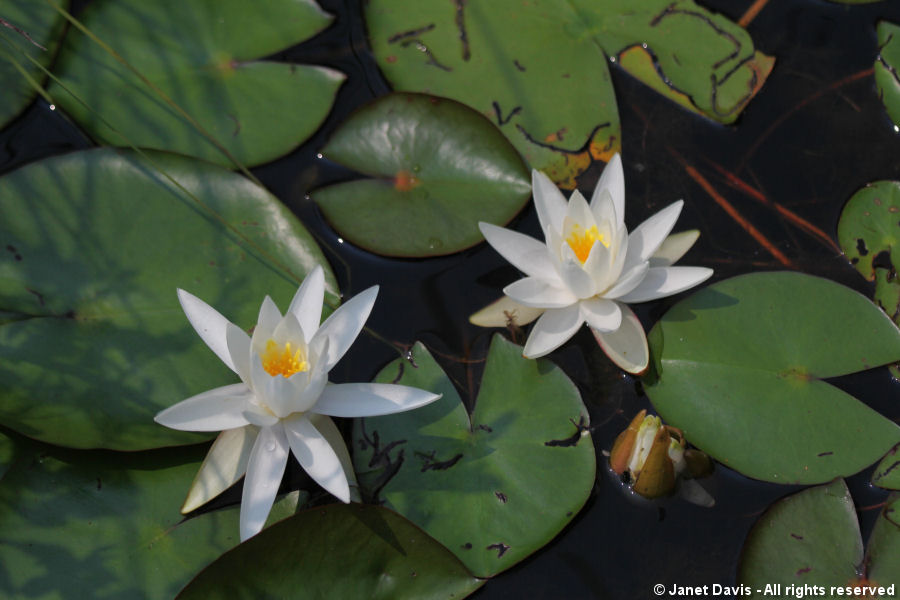 Nymphaea odorata - fragrant water lily