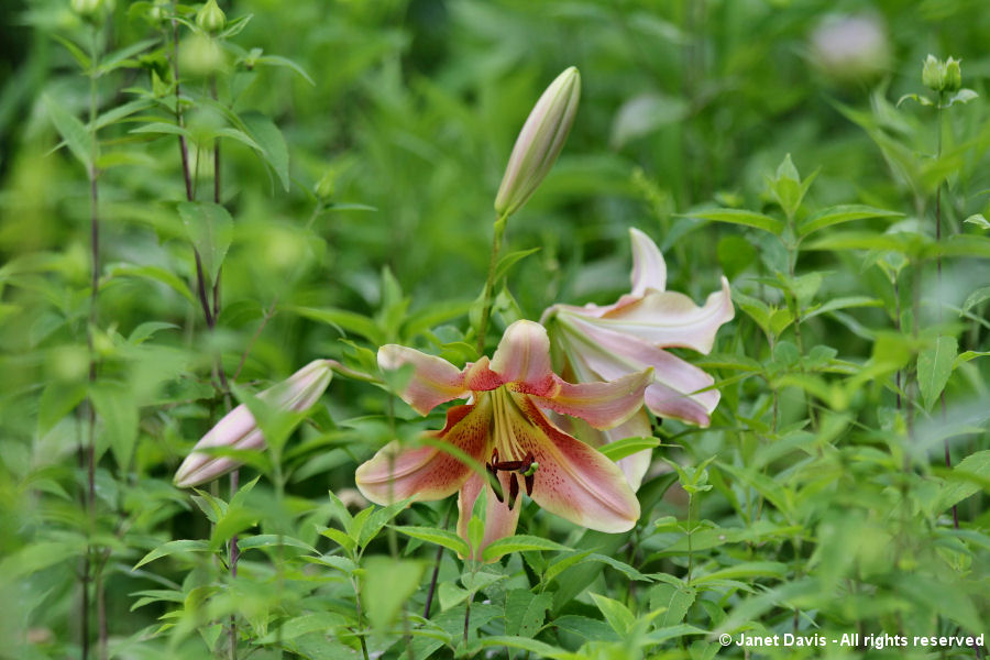 Peach Orienpet lily