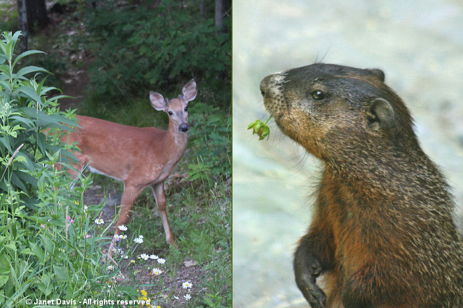 Pesky deer and groundhogs