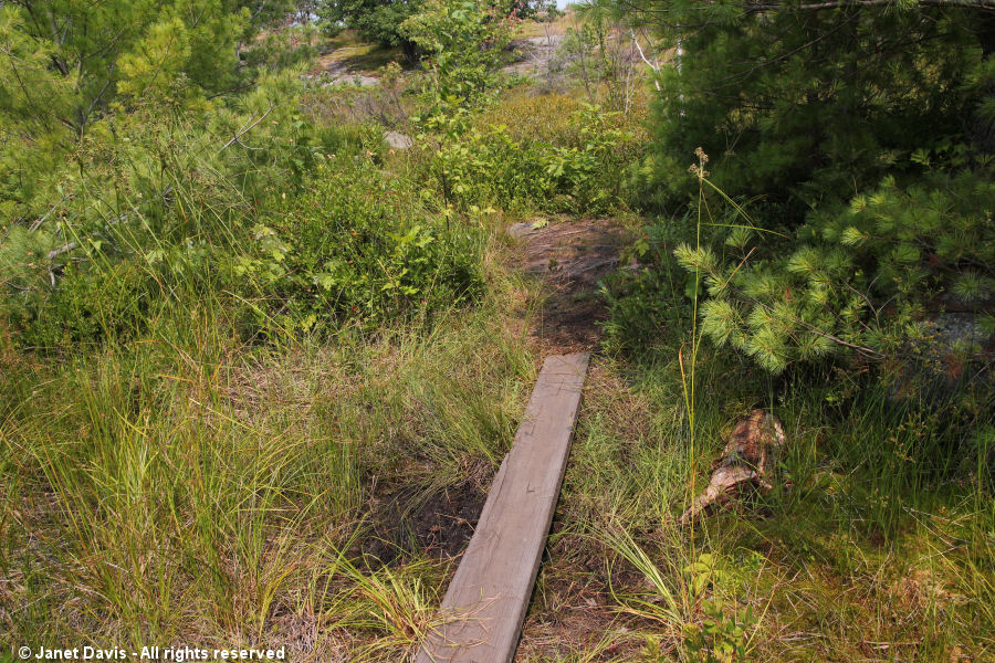 Plank bridge