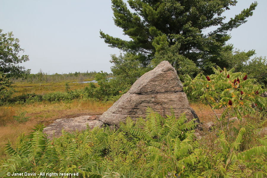 Rock & Sumacs at Torrance Barrens