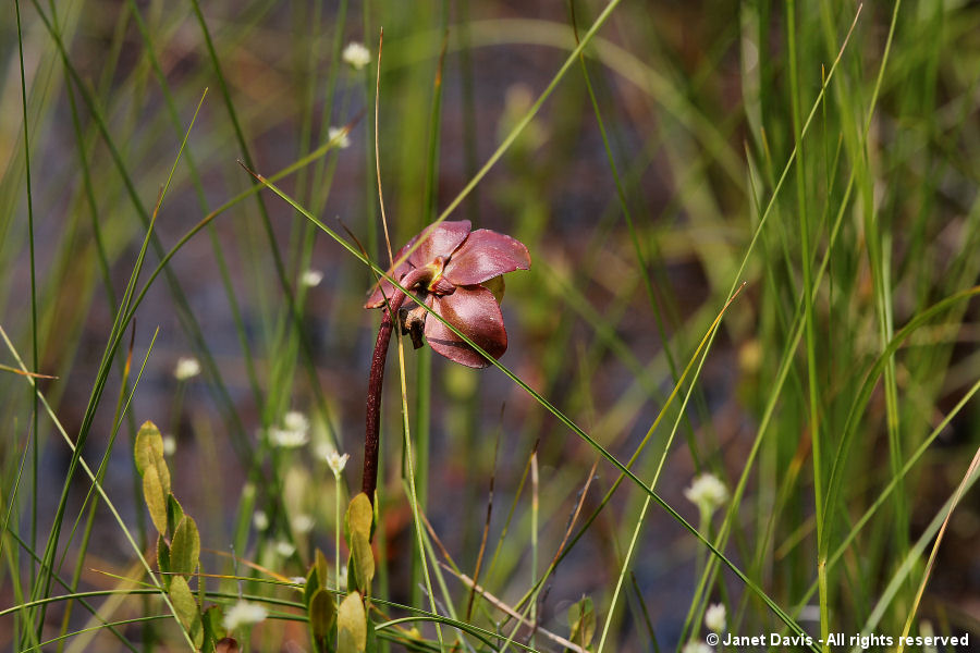 Sarracenia purpurea