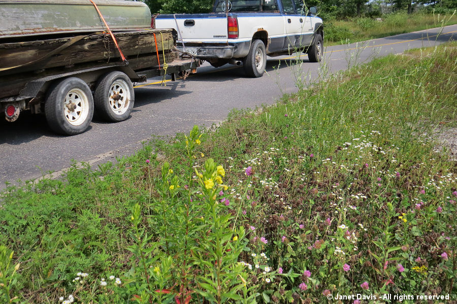 Southwood Road Wildflowers