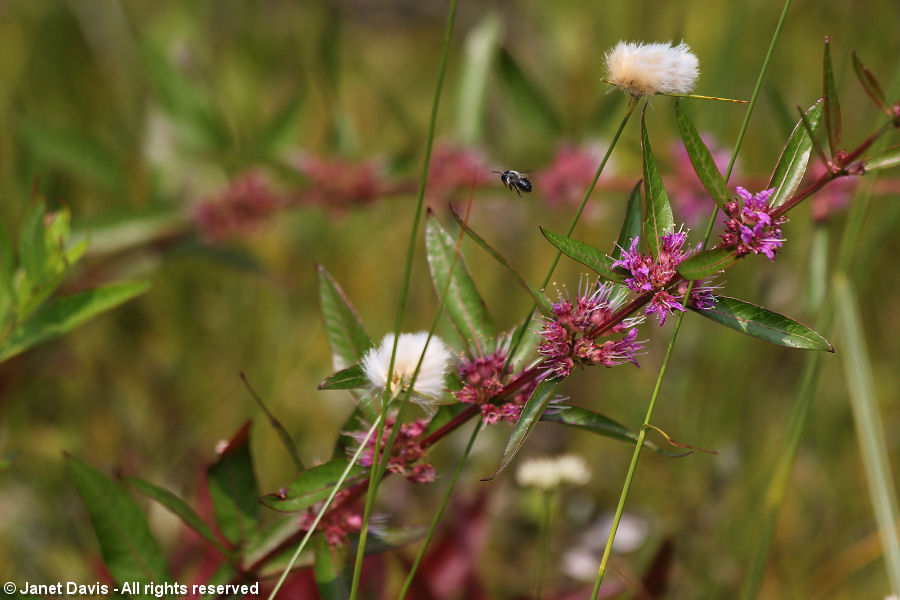 Swamp Loosestrife-Decodon verticillatus