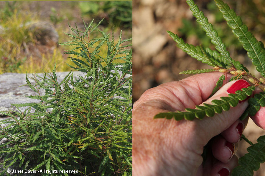 Sweet fern-Comptonia peregrina