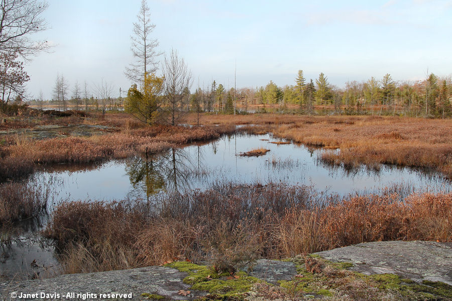 Torrance Barrens-fen in autumn