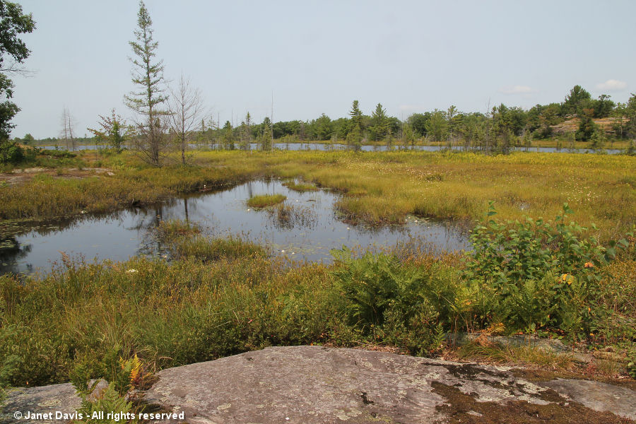 Torrance Barrens-fen in summer