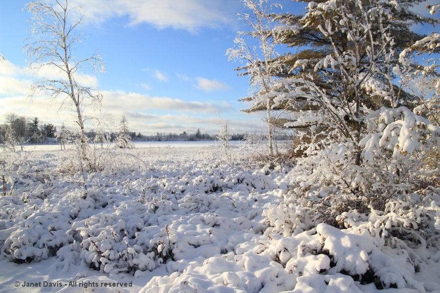 Torrance Barrens in winter