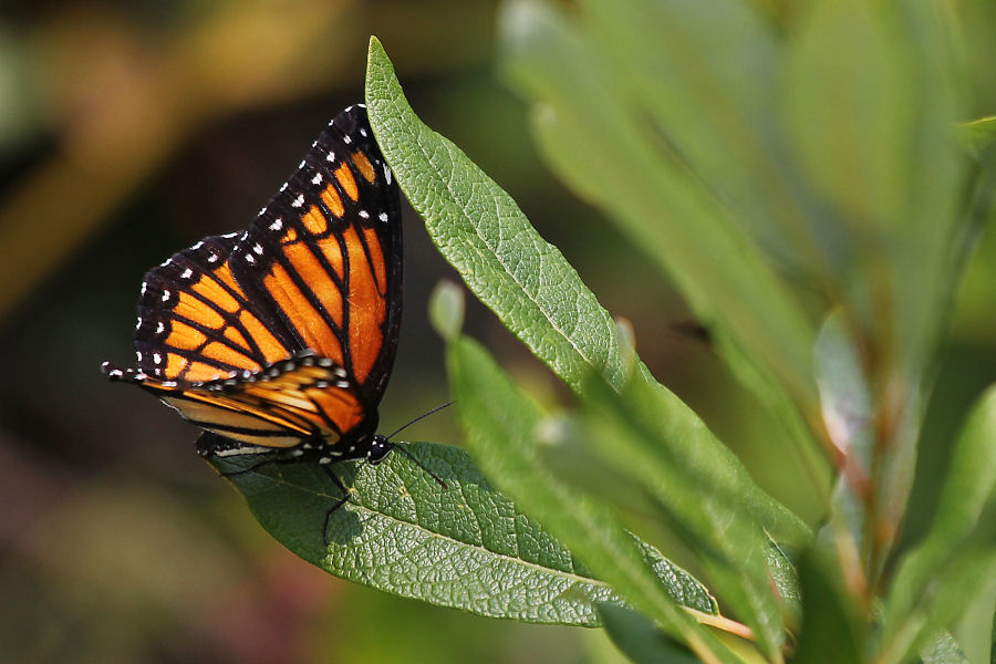 Viceroy ovipositing on willow