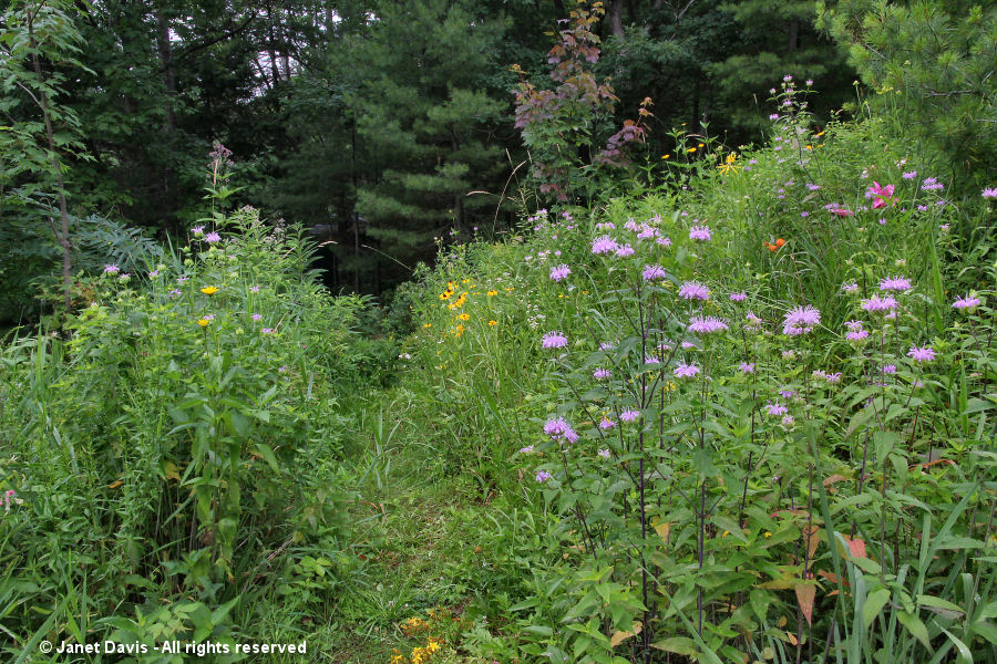 Wide angle meadow shot