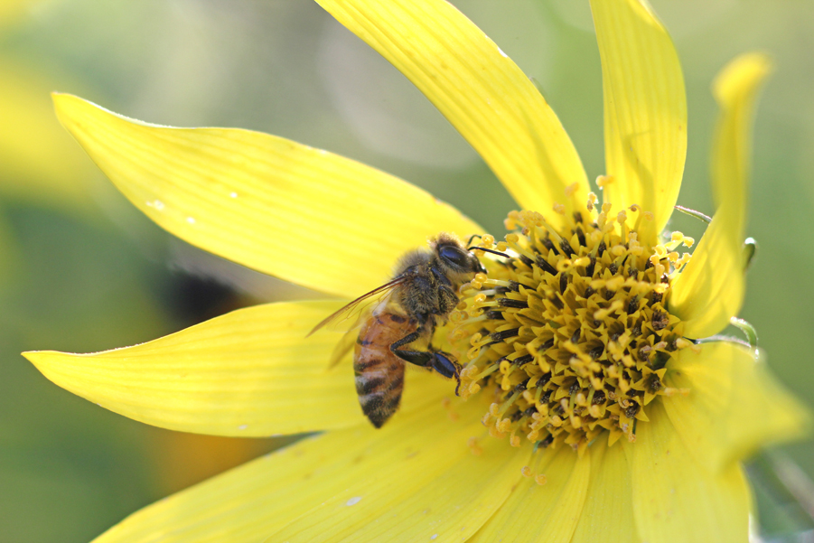 Bee on Helianthus 'Lemon Queen'
