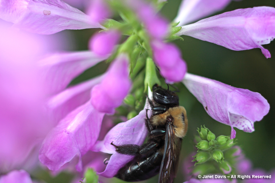 Carpenter bee nectar-robbing physostegia