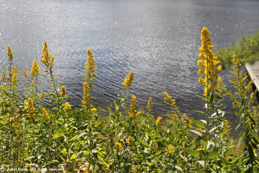 Solidago speciosa on Lake Muskoka