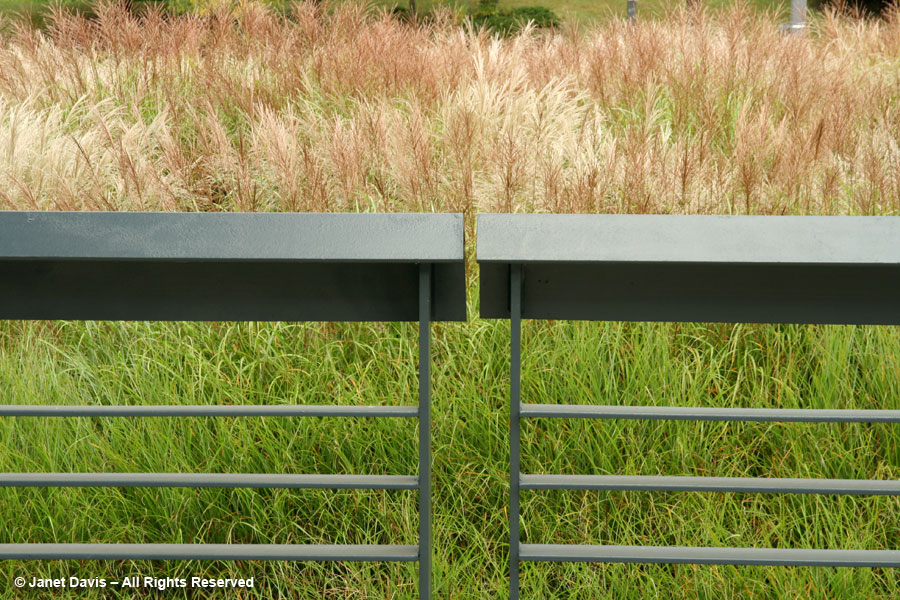 Steel fence & grasses