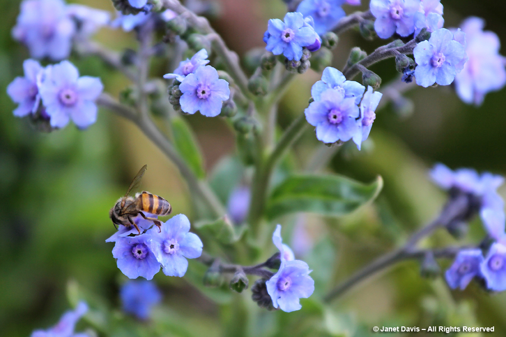 Chinese forget-me-nots-Cynoglossum amabile