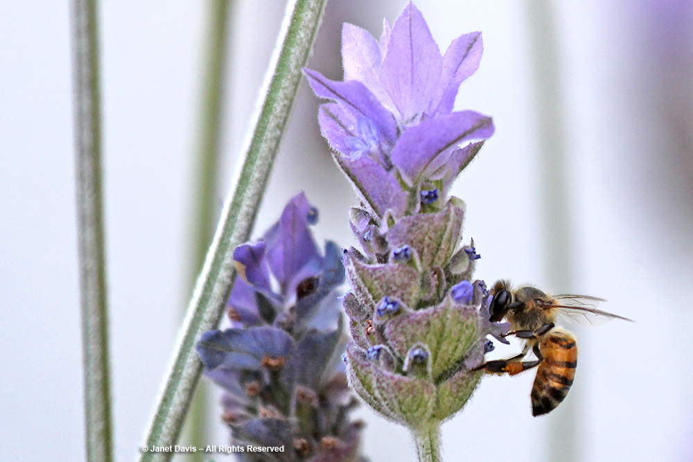 Honey Bee on French Lavender