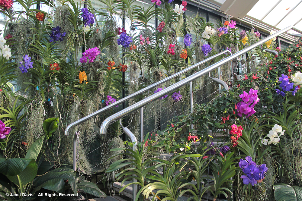 Kew Orchid Display
