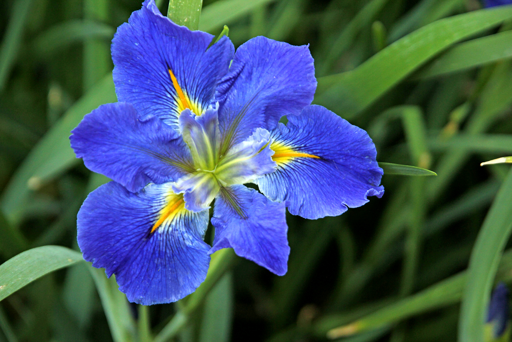 Louisiana Iris - Series Hexagonae