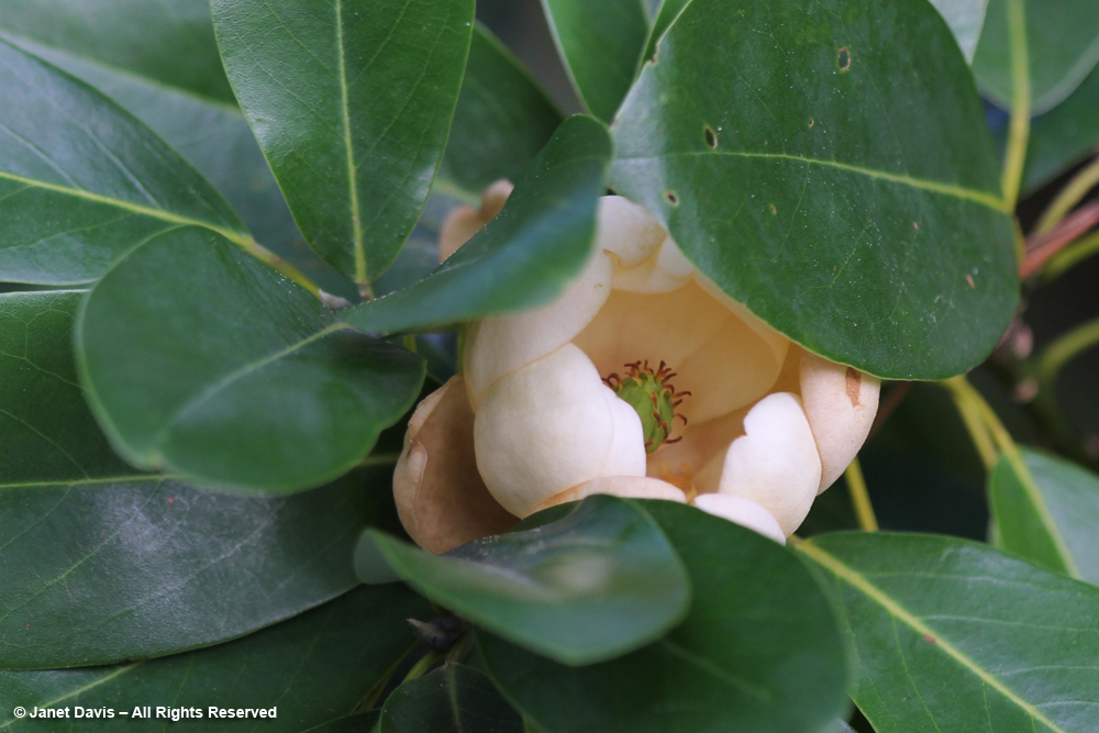 Magnolia virginiana - Kew