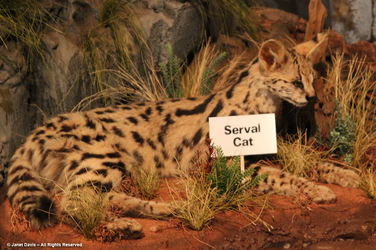 Display-Serval Cat