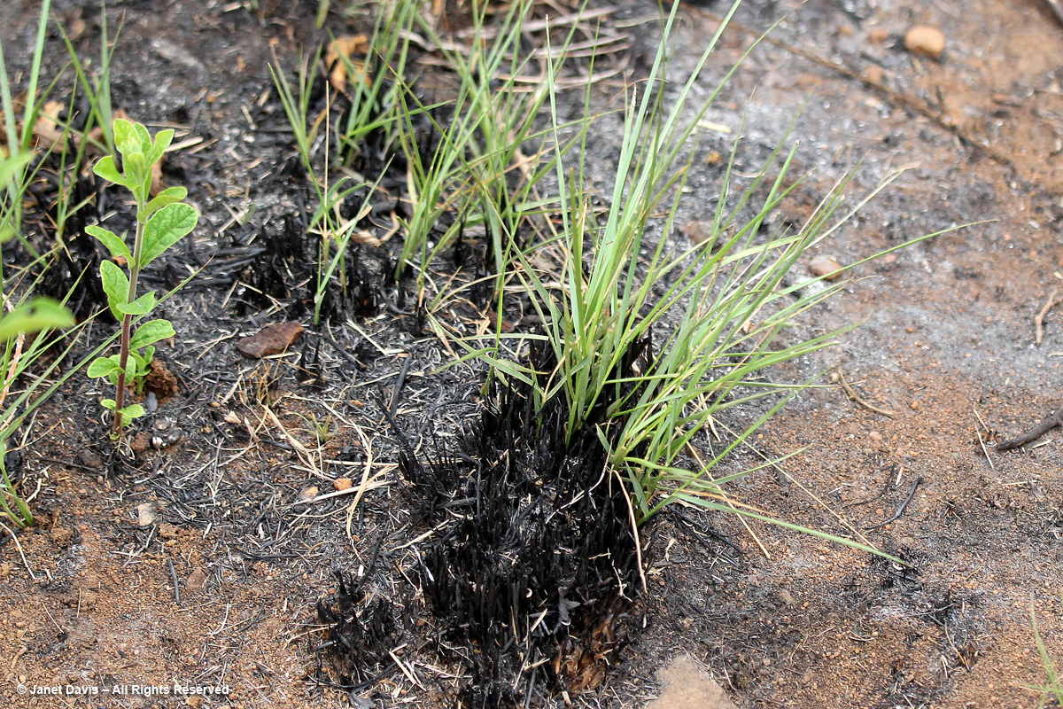 Grass resprouting after fire