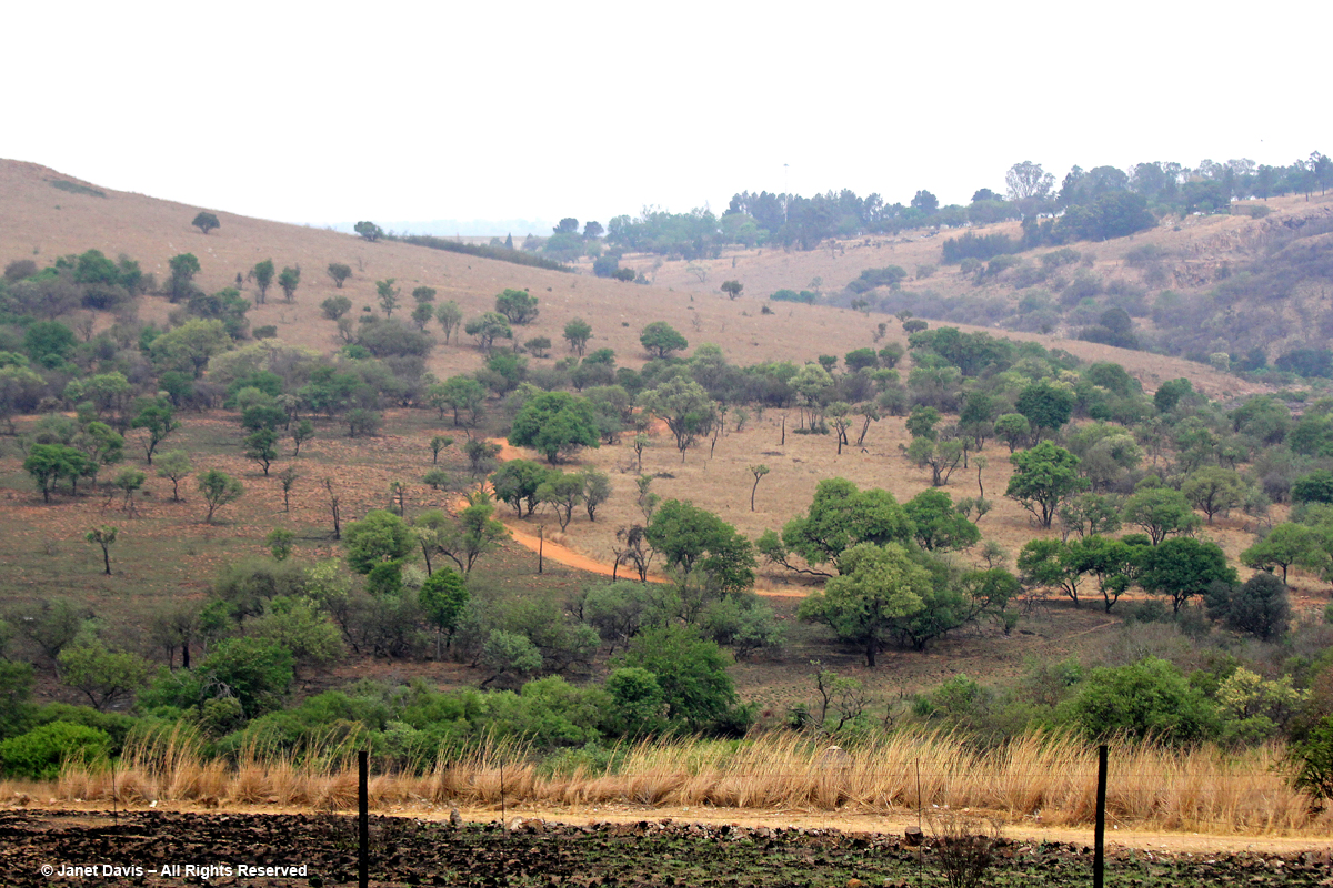 Landscape with acacias