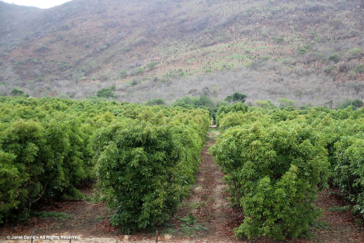 Mango trees-Mpumalanga
