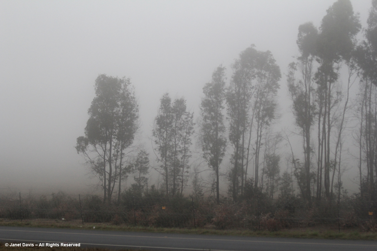 Red gum trees in fog-Mpumalanga