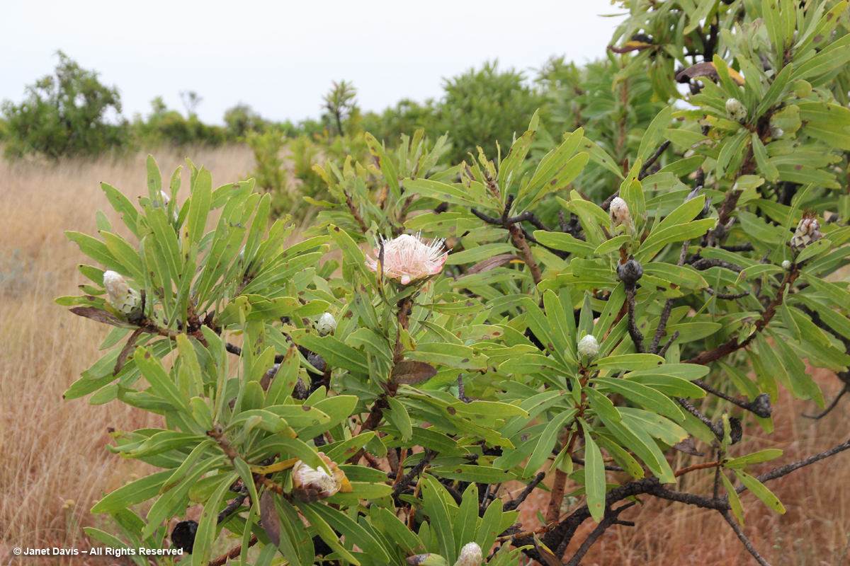 Sugar Bush- Protea repens-Three Rondavels