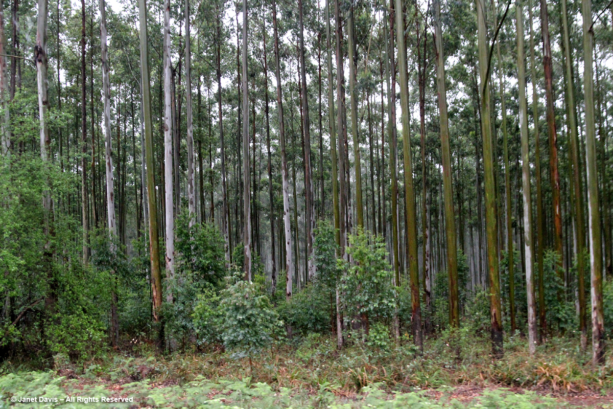 Young trees in Red Gum Plantation
