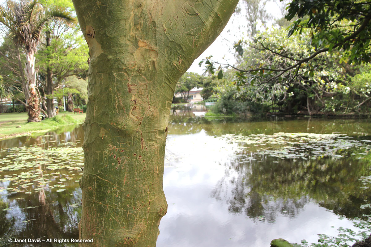 Acacia xanthophloea-fever tree-Durban Botanic