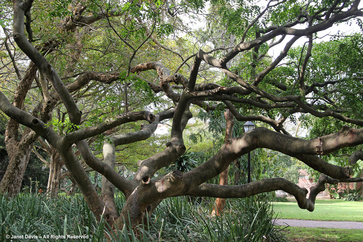 Afzelia quanzensis-Pod Mahogany-Durban Botanic