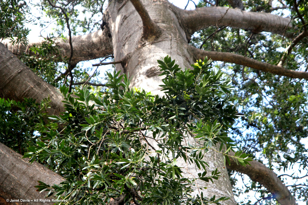 Agathis australis-Kauri-Durban Botanic