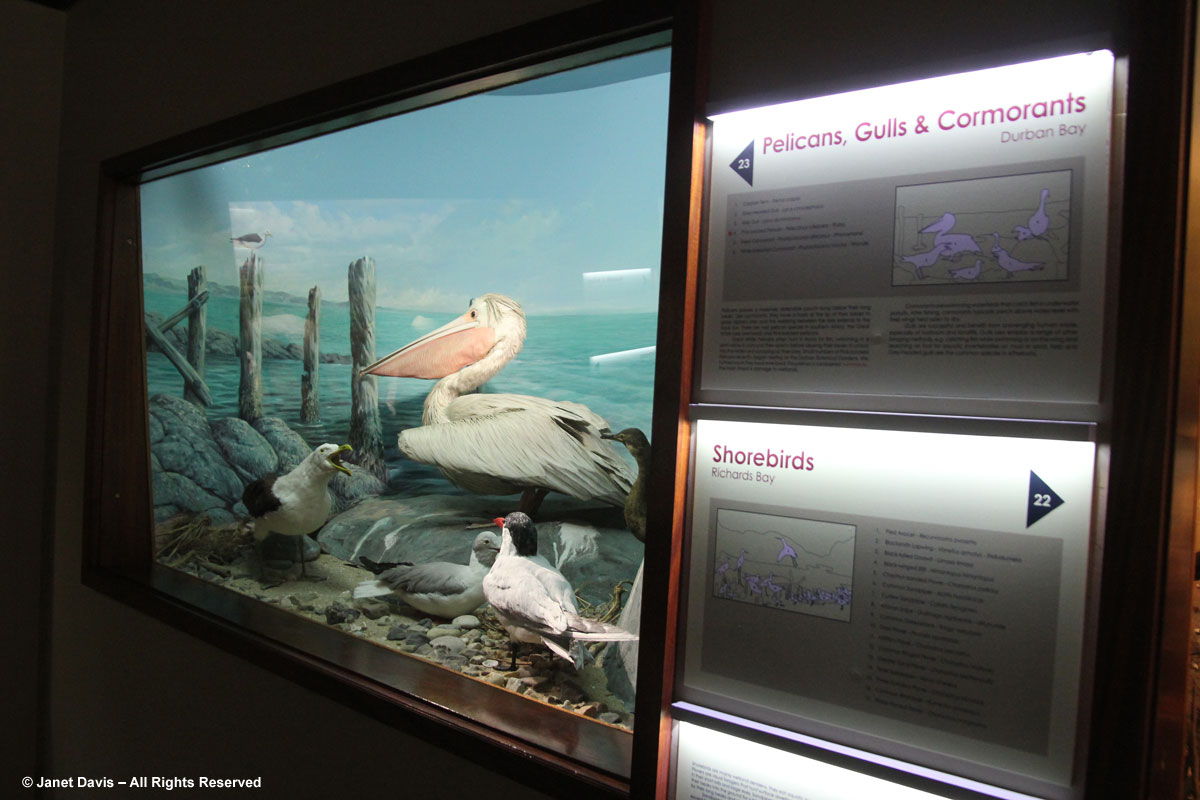 Birds-Durban Natural Science Museum